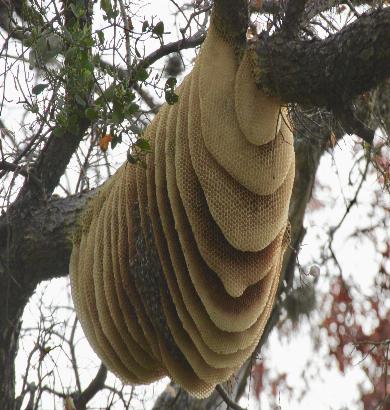 live bee removal