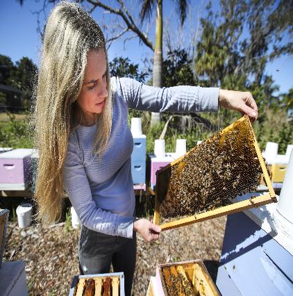 bee removal services